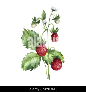 Fraise sauvage rouge avec des feuilles, buisson. Illustration isolée de l'aquarelle dessinée à la main. Pour la conception, l'emballage, la décoration, la décoration. Banque D'Images