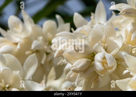 Une cascade de fleurs blanches orne le Yucca Banque D'Images