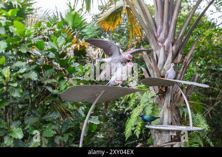 Pigeons mouchetés (columba Guinea) sur le dessus avec les ailes ouvertes est debout sur un autre. Faire de l'escroquerie. Bird Paradise, Singapour. Banque D'Images