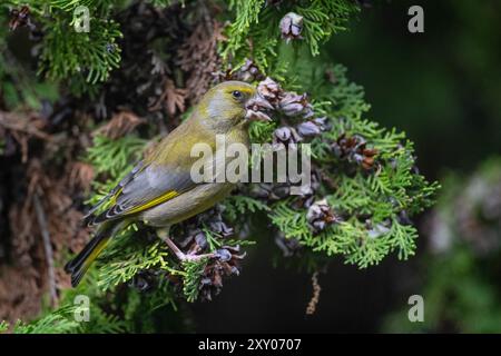 Greenfinch européen (chloris chloris) perché sur un arbre Banque D'Images