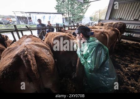 Berneuil (centre-ouest de la France), 4 décembre 2023 : le vétérinaire Cyril Duperron effectue une échographie sur une vache à l'aide d'une sonde. La commu agricole Banque D'Images