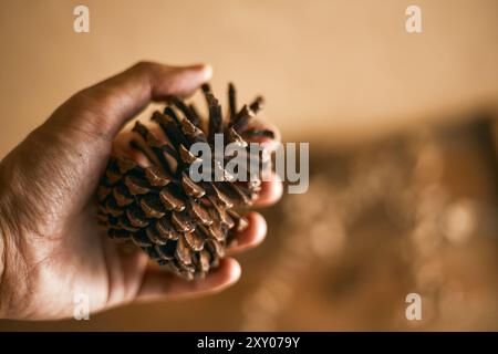 Gros plan des pommes de pin sur fond beige, concept de nature Banque D'Images