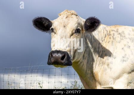 Vache de bœuf, visage blanc, nez et oreilles noirs, clôture en fil de fer barbelé et ciel bleu Banque D'Images