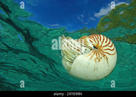 Un Nautilus commun (Nautilus pompilius) céphalopode des eaux profondes, Palaos, Micronésie Banque D'Images