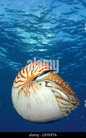 Un Nautilus commun (Nautilus pompilius) céphalopode des eaux profondes, Palaos, Micronésie Banque D'Images