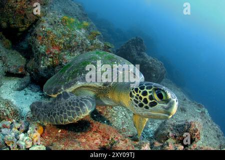 Tortue verte de mer (Chelonia mydas), espèce menacée, au repos, île de Cocos, Costa Rica, océan Pacifique Banque D'Images