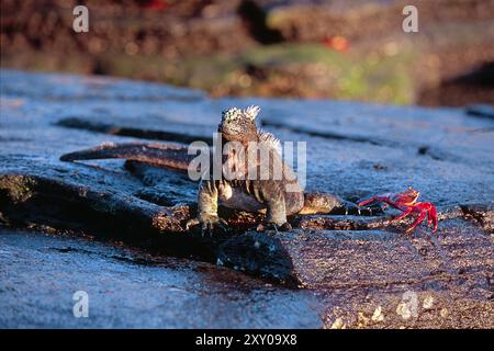 Iguane marin (Amblyrhynchus cristatus), Galapagos, Achipelago, Équateur Banque D'Images