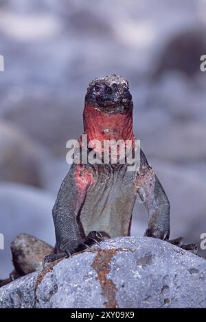 Iguane marin (Amblyrhynchus cristatus), Galapagos, Achipelago, Équateur Banque D'Images