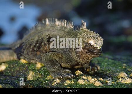 Iguane marin (Amblyrhynchus cristatus), Galapagos, Achipelago, Équateur Banque D'Images