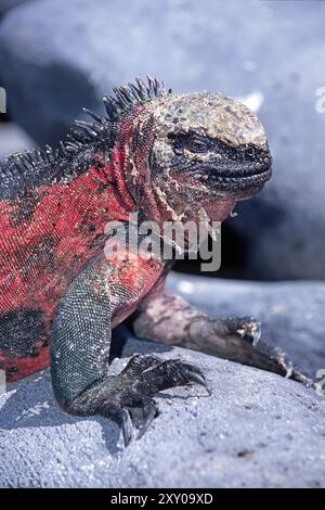 Iguane marin (Amblyrhynchus cristatus), Galapagos, Achipelago, Équateur Banque D'Images