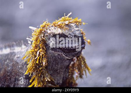 Iguane marin (Amblyrhynchus cristatus), Galapagos, Achipelago, Équateur Banque D'Images