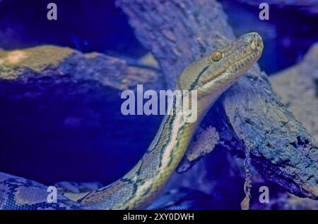 Le python réticulé (Malayopython reticulatus) est une espèce de python originaire d'Asie du Sud et du Sud-est. Banque D'Images