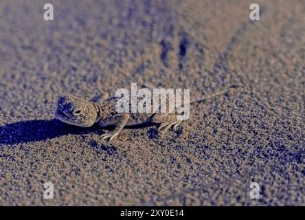 L'agama à tête toulabre arabe (Phrynocephalus arabicus) est une espèce de lézard agamid présente en Arabie Saoudite, au Qatar, aux Émirats arabes Unis, en Oman, en Iran, et Banque D'Images