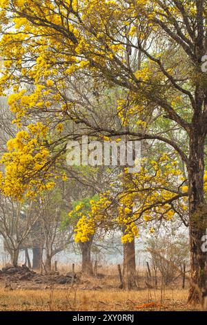 Goiania, Goias, Brésil – 25 août 2024 : détail des branches d’un arbre ipé jaune en fleurs au milieu d’une forêt. Banque D'Images