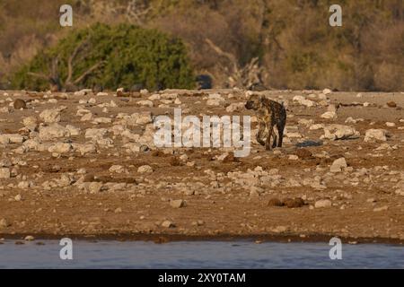 Repéré Hyaena (Crocuta crocuta) sur la route près d'un trou d'eau dans le parc national d'Etosha, Namibie Banque D'Images