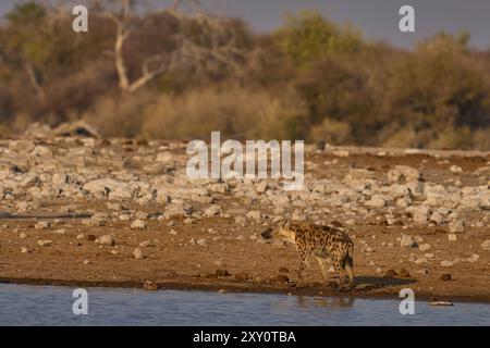 Repéré Hyaena (Crocuta crocuta) sur la route près d'un trou d'eau dans le parc national d'Etosha, Namibie Banque D'Images