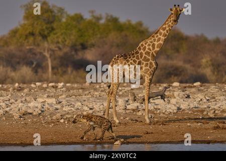 Girafe (famille Giraffidae) essayant de prendre un verre regarde comme une Hyaena tachetée (Crocuta crocuta) errant dans le parc national d'Etosha, en Namibie. Banque D'Images
