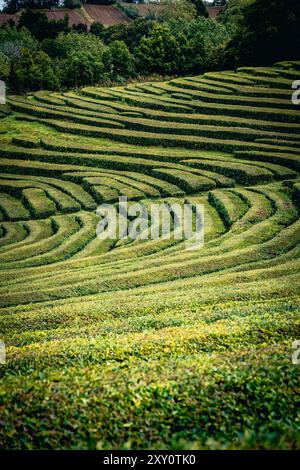 Cette image captivante met en valeur les terrasses de thé vibrantes et méticuleusement entretenues des Açores, mettant en valeur un paysage agricole unique Banque D'Images