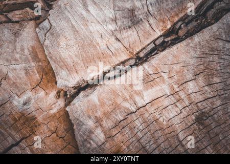 Gros plan texture d'une vieille souche d'arbre avec une mise au point sélective Banque D'Images