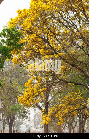 Goiania, Goias, Brésil – 25 août 2024 : détail des branches d’un arbre ipé jaune en fleurs au milieu d’une forêt. Banque D'Images