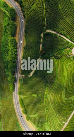 Une prise de vue aérienne capture les champs de thé verdoyants et vibrants des Açores, traversés par une route sinueuse avec des véhicules, mettant en valeur l'être naturel époustouflant Banque D'Images