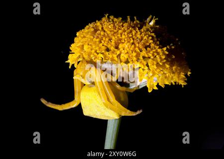 Gros plan d'une araignée de crabe en verge d'or Misumena vatia parfaitement camouflée sur une fleur jaune éclatante, sur un fond noir. Banque D'Images