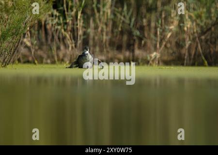Un oiseau majestueux s'élève d'un étang tranquille, les ailes entièrement déployées dans un affichage de puissance brute et de grâce, sur fond de fol dense et vert des zones humides Banque D'Images