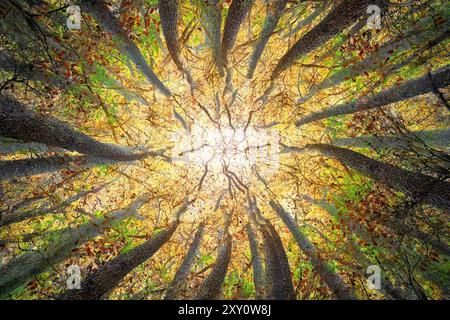 Une vue enchanteresse d'en bas d'une dense canopée forestière agitée avec la lumière dorée du soleil d'automne, mettant en valeur un motif fascinant de branches torsadées et un Banque D'Images