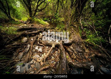 Une scène de forêt mystérieuse et luxuriante avec des racines d'arbres noueuses s'étendant sur un sol rocheux, entouré d'un feuillage vert dense et d'un petit ruisseau Banque D'Images