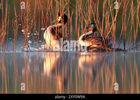 Deux Great Crested Grebes s'engagent dans une danse d'accouplement au milieu des roseaux sur un lac serein pendant l'heure dorée, reflétant leur élégance et leur comportement naturel Banque D'Images