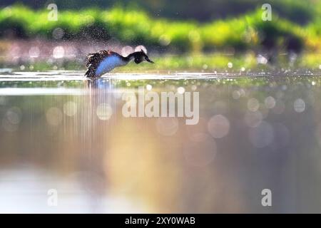 Une image étonnante capturant un grand grèbe à crête, Podiceps cristatus, se déplaçant élégamment à travers un plan d'eau chatoyant de reflets lumineux, showcas Banque D'Images