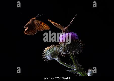 Une image d'art capture deux papillons reposant sur un chardon vibrant, contrasté avec un fond noir et dur, évoquant un sentiment de beauté sereine. Banque D'Images