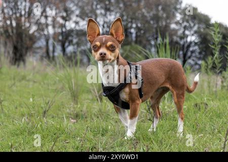Un chihuahua attentif, portant un harnais noir, se tient dans un champ verdoyant, avec des arbres et de hautes herbes en arrière-plan. Banque D'Images