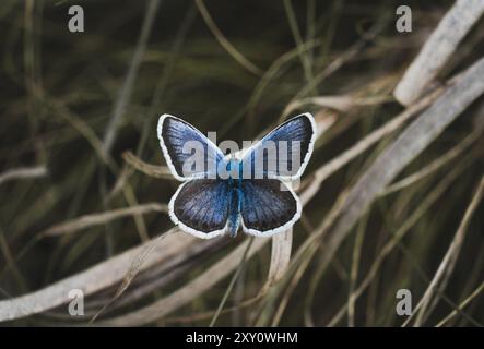 Une superbe photo macro capturant les détails complexes et les couleurs vives d'un papillon bleu perché délicatement sur un brin d'herbe sèche. Banque D'Images