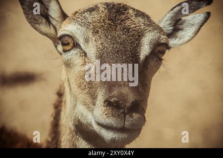 Gros plan intime d'une cerf en jachère femelle, présentant une texture de fourrure détaillée et des yeux pleins d'âme dans un environnement sauvage serein. Banque D'Images