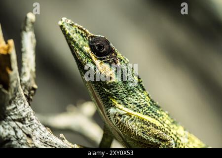 Une image vivante capturant un anole de chevalier (Anolis equestris), vibrant avec des teintes vertes et jaunes, reposant attentivement sur une branche d'arbre, mettant en valeur Intric Banque D'Images