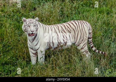 Un magnifique tigre blanc, connu pour son aspect rare et frappant, capturé dans son comportement naturel, se tient en alerte dans un champ de vert dense et vibrant Banque D'Images