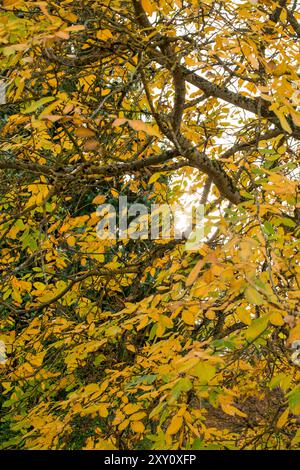 Une vue rapprochée des feuilles jaunes d'automne ornant les arbres de la campagne, avec une lumière douce filtrant à travers le feuillage. Banque D'Images