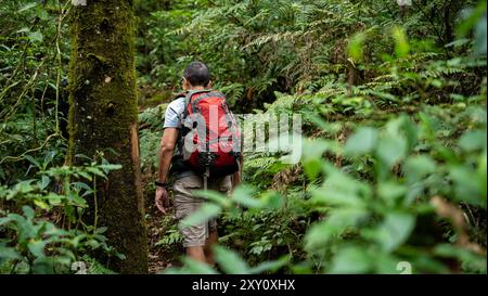 Vue arrière d'un randonneur mâle méconnaissable naviguant à travers un sentier forestier dense et verdoyant à Pico Blanco, entouré d'une végétation riche et d'un grand Moss-cov Banque D'Images