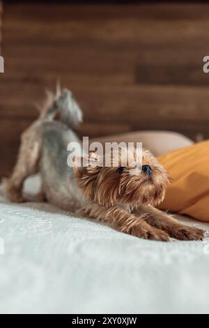 Un chien terrier du Yorkshire en peluche et un chat gris paisible partagent un lit confortable lors d'une séance photo à domicile détendue dans la chambre, mettant en valeur la compagnie Banque D'Images
