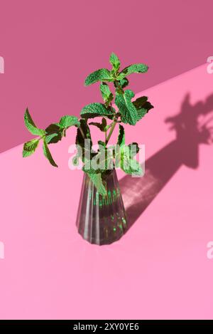 Une image vibrante mettant en vedette un tas de feuilles de menthe poivrée fraîche dans un vase en verre transparent, sur un fond rose vif avec une ombre ludique Banque D'Images