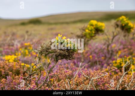 Gorse et bruyère fleurissant sur les landes en Cornouailles, avec une faible profondeur de champ Banque D'Images