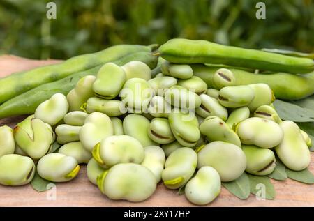 Fèves ou fèves fèves (Fave) en gros plan. Du jardin à la table : légumes et légumineuses du printemps Banque D'Images