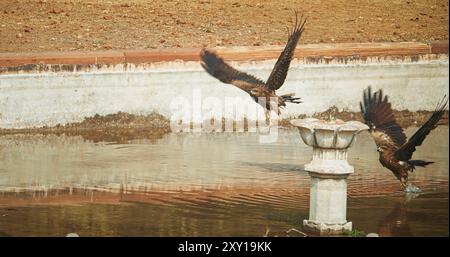 Beaucoup d'oiseaux cerfs-volants noirs - Milvus migrans - oiseau assis près de la piscine d'eau et de l'eau potable. New Delhi, Delhi, Inde. Colombes sur le tombeau de Humayun Banque D'Images