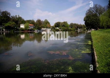 Torino, Italie. 27 août 2024. Plante exotique Elodea Nuttallii dans le tronçon de la ville de Turin du Pô RiverElodea nuttallii est une espèce de plante exotique originaire d'Amérique du Nord et du Sud, et a été introduite comme plante ornementale pour les étangs et aquariums, et est apparue pour la première fois en 2022 la prolifération dans le tronçon de la ville du Pô, était due aux conditions climatiques extrêmes : eaux calmes, chaudes et peu profondes dans l'image, vue générale du fleuve Pô à Turin, au nord-ouest de l'Italie - mardi 27 août 2024. Sport - Soccer . (Photo de Marco Alpozzi/Lapresse) crédit : LaPresse/Alamy Live News Banque D'Images