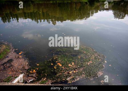 Torino, Italie. 27 août 2024. Plante exotique Elodea Nuttallii dans le tronçon de la ville de Turin du Pô RiverElodea nuttallii est une espèce de plante exotique originaire d'Amérique du Nord et du Sud, et a été introduite comme plante ornementale pour les étangs et aquariums, et est apparue pour la première fois en 2022 la prolifération dans le tronçon de la ville du Pô, était due aux conditions climatiques extrêmes : eaux calmes, chaudes et peu profondes dans l'image, vue générale du fleuve Pô à Turin, au nord-ouest de l'Italie - mardi 27 août 2024. Sport - Soccer . (Photo de Marco Alpozzi/Lapresse) crédit : LaPresse/Alamy Live News Banque D'Images