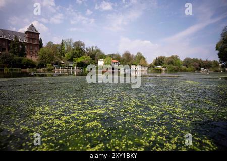 Torino, Italie. 27 août 2024. Plante exotique Elodea Nuttallii dans le tronçon de la ville de Turin du Pô RiverElodea nuttallii est une espèce de plante exotique originaire d'Amérique du Nord et du Sud, et a été introduite comme plante ornementale pour les étangs et aquariums, et est apparue pour la première fois en 2022 la prolifération dans le tronçon de la ville du Pô, était due aux conditions climatiques extrêmes : eaux calmes, chaudes et peu profondes dans l'image, vue générale du fleuve Pô à Turin, au nord-ouest de l'Italie - mardi 27 août 2024. Sport - Soccer . (Photo de Marco Alpozzi/Lapresse) crédit : LaPresse/Alamy Live News Banque D'Images