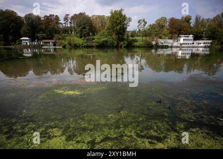 Torino, Italie. 27 août 2024. Plante exotique Elodea Nuttallii dans le tronçon de la ville de Turin du Pô RiverElodea nuttallii est une espèce de plante exotique originaire d'Amérique du Nord et du Sud, et a été introduite comme plante ornementale pour les étangs et aquariums, et est apparue pour la première fois en 2022 la prolifération dans le tronçon de la ville du Pô, était due aux conditions climatiques extrêmes : eaux calmes, chaudes et peu profondes dans l'image, vue générale du fleuve Pô à Turin, au nord-ouest de l'Italie - mardi 27 août 2024. Sport - Soccer . (Photo de Marco Alpozzi/Lapresse) crédit : LaPresse/Alamy Live News Banque D'Images