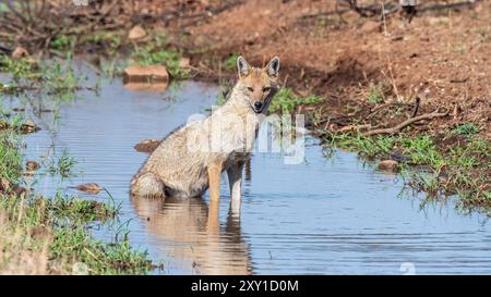 Les chacals de Gir font partie intégrante de l'écosystème diversifié du parc national de Gir, Gujarat, Inde. Ces créatures adaptables sont des animaux sociaux. Banque D'Images