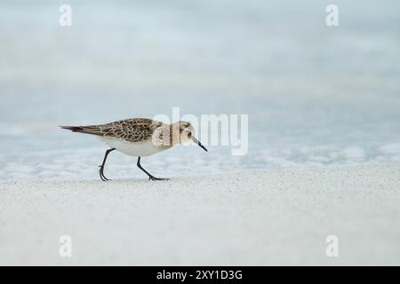 Baird's Sandpiper (Calidris bairdii) sur une plage de sable Banque D'Images